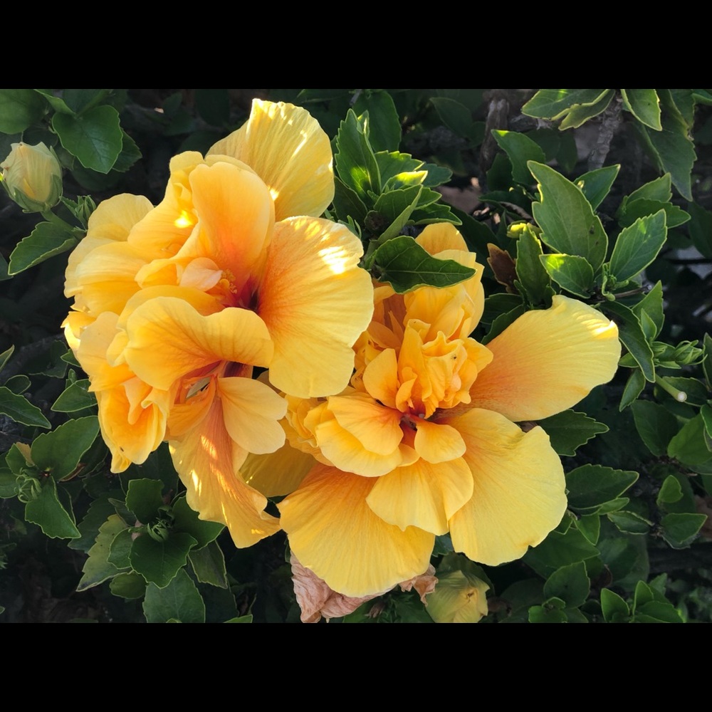 Meet your Posher, Yvette